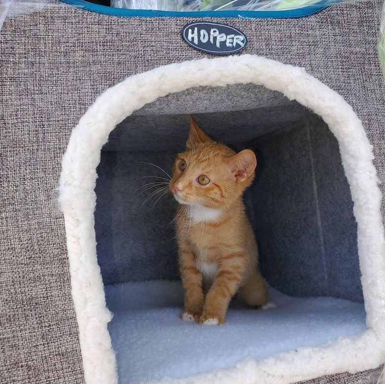 Illustration de l'article : Affolé, un chaton enfermé dans un sac-poubelle a frôlé la benne à ordures